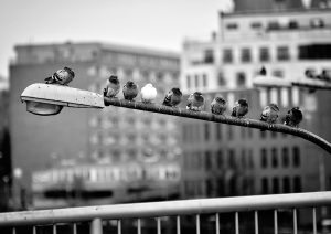 _DSC1175