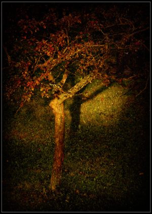 DSC_8899a