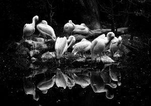 DSC_0056bw