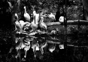 DSC_0060bw