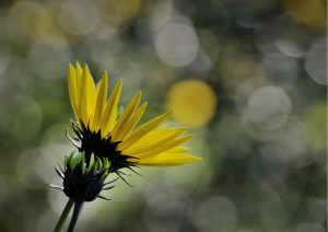 DSC_4319