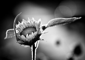 DSC_4176bw
