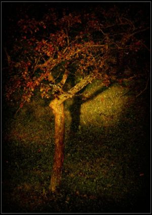 DSC_8899a