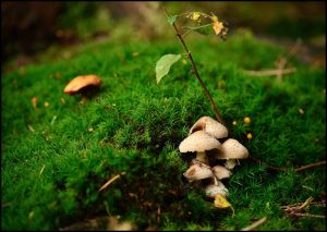 DSC_8390_001