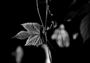DSC_4203bw