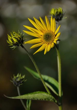 DSC_4225