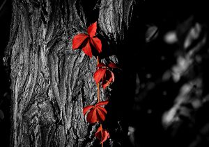 DSC_4161bw