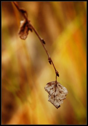 DSC_0065u1