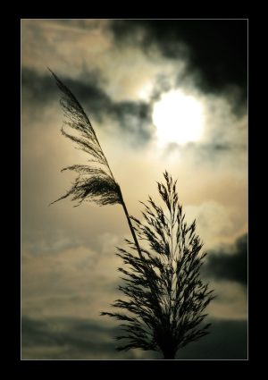 DSC_0063u1